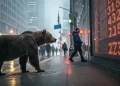 Medveď Wall Street akcie